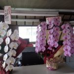 胡蝶蘭2
